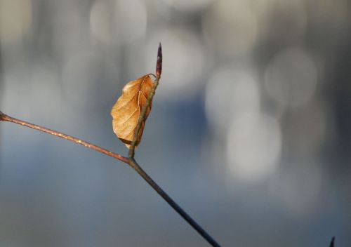 autumn leaf golden