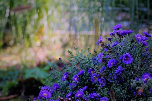 autumn  nature  plants