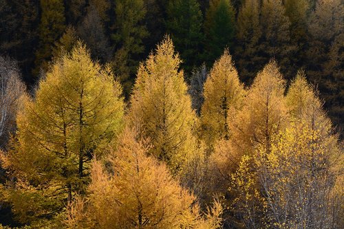 autumn  yellow  tree