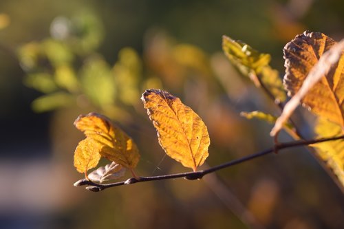 autumn  leaf  nature