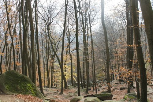 autumn trees forest