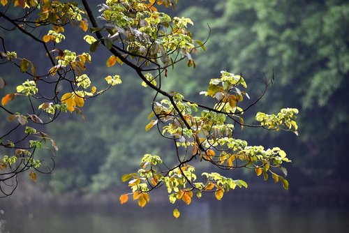 autumn  tree  yellow leaves