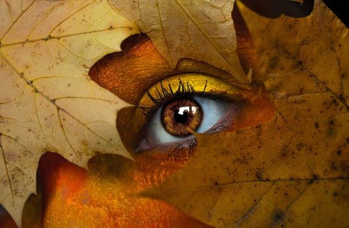 autumn  eye  leaves