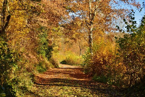 autumn  forest  forest path