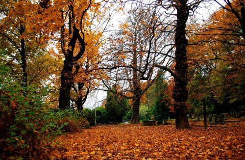 autumn tree nature