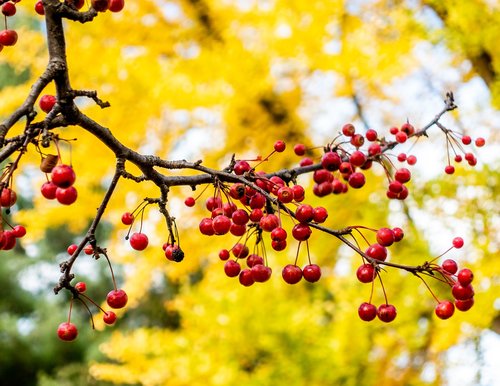 autumn  berries  red