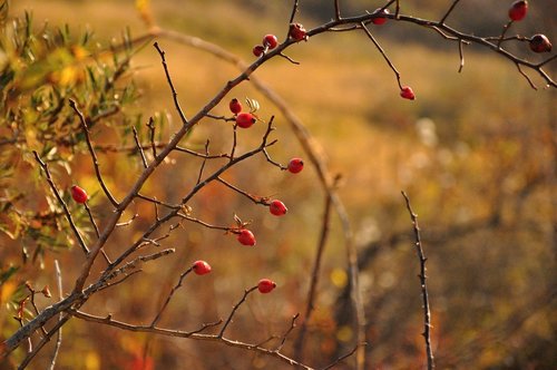 autumn  rosehip  wild