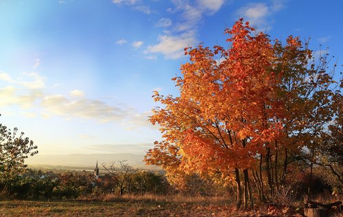 autumn  sunset  tree
