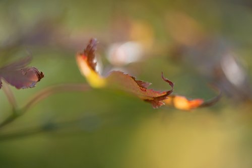 autumn  leaf  nature