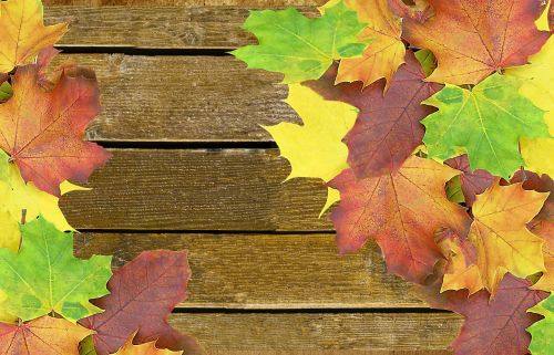 autumn background wood