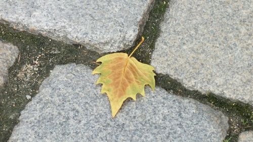 autumn leaf street