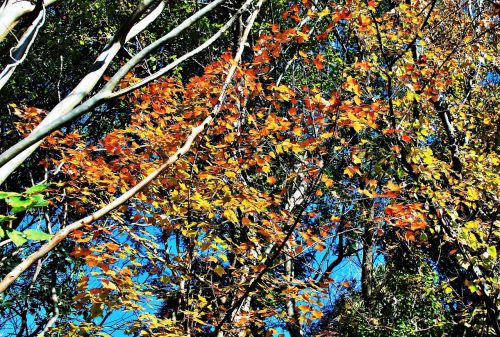 autumn branches tree