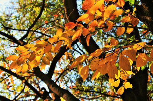autumn branches tree