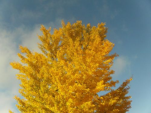 autumn golden autumn yellow