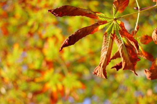 autumn leaves colors