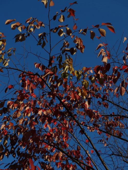 autumn fall leaves blue sky