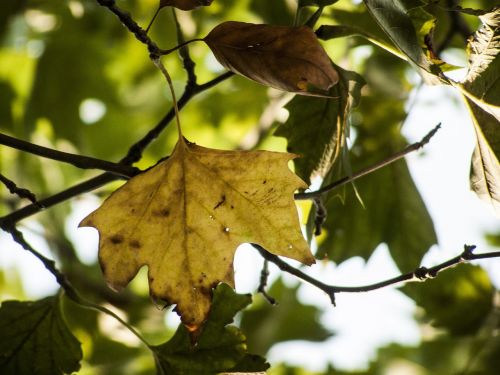 autumn holidays yellow