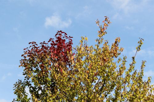 autumn autumn beginning tree