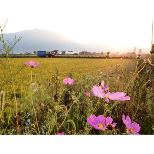 autumn cosmos flowers