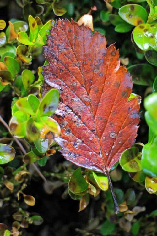 autumn leaf individually
