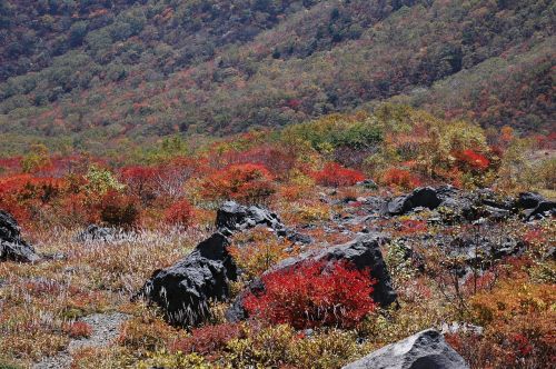 autumn autumnal leaves landscape