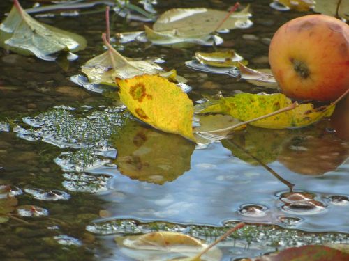 autumn water nature