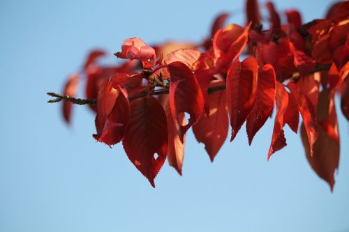 autumn autumn mood red