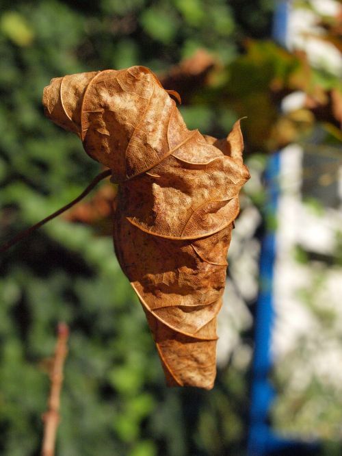 autumn leaf brown