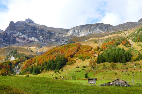 autumn autumn forest colorful