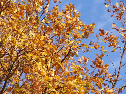 autumn leaves oak