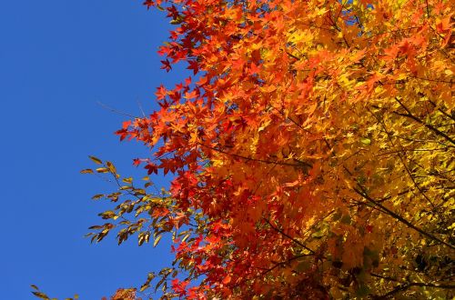 autumn autumnal leaves maple