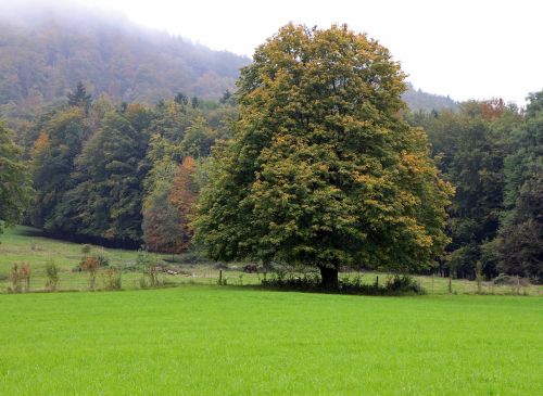 autumn tree individually