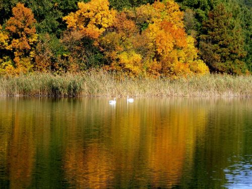 autumn landscape lake