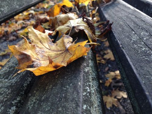 autumn leaf wood