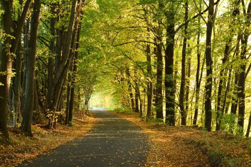 autumn forest tree