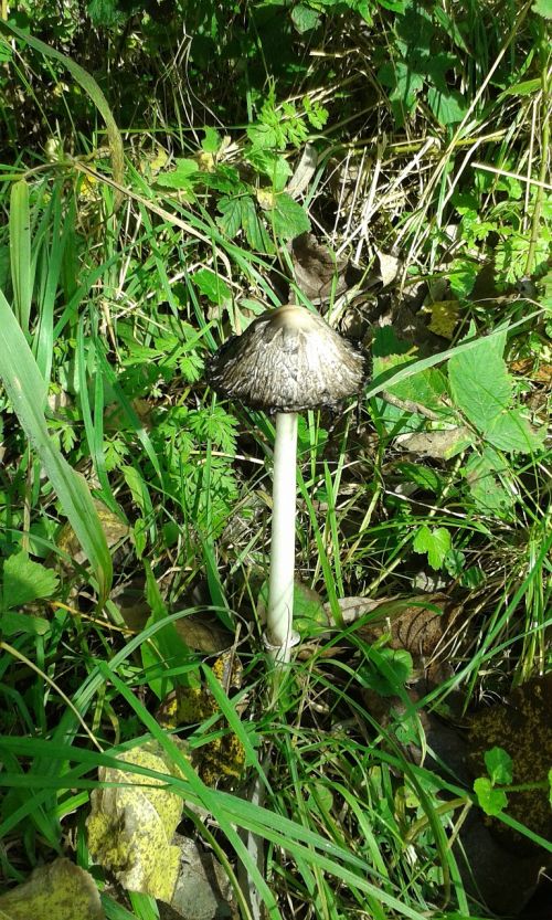 autumn mushroom nature