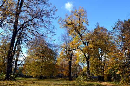 autumn trees october