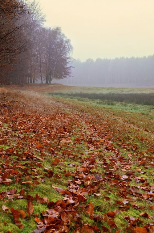 autumn autumn mood nature