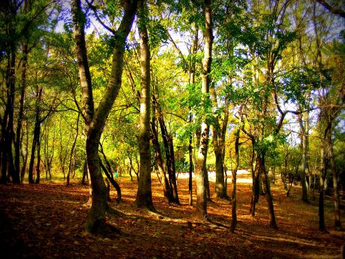 autumn forest colors