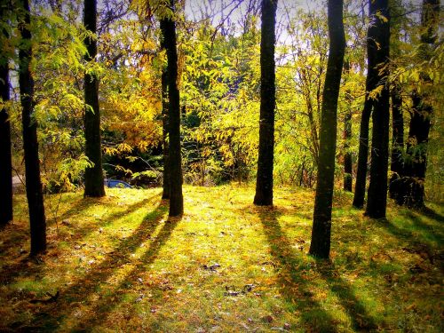 autumn forest colors