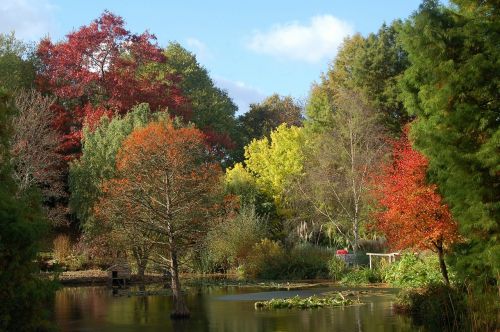 autumn trees fall