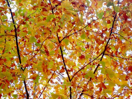 autumn autumn leaves wood