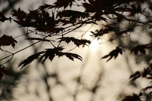 autumn sunset wood