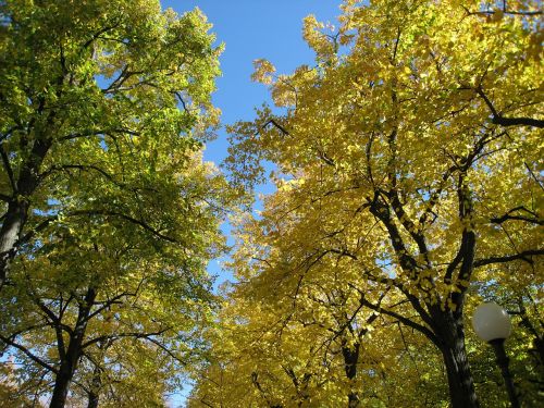 autumn leaves trees