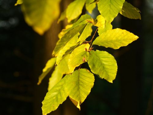 autumn foliage sheet