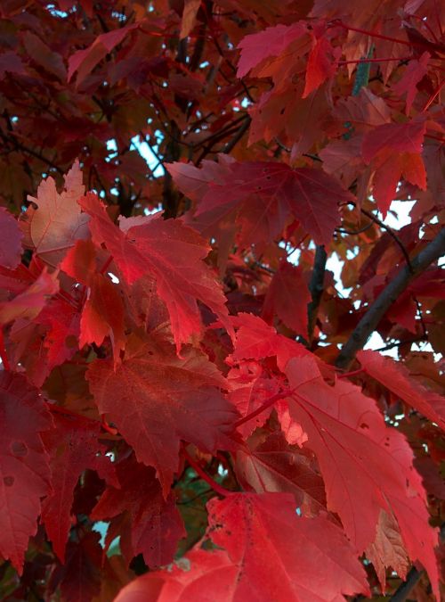 autumn tree leaves