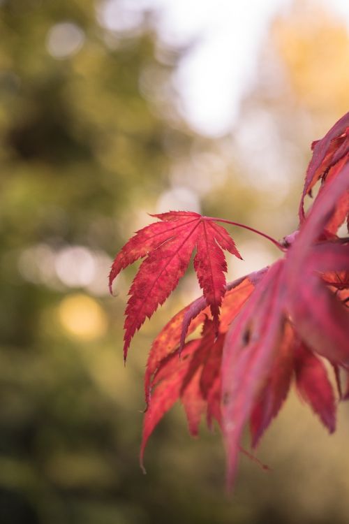 autumn leaves forest