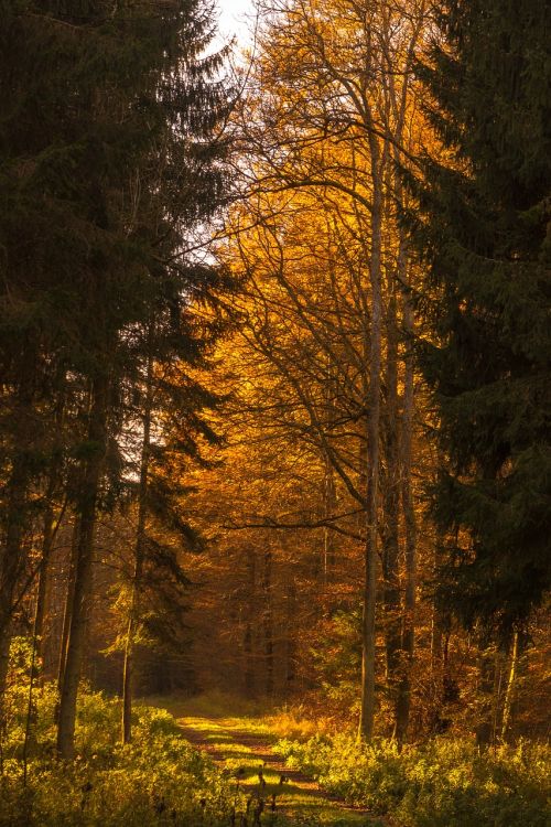 autumn forest leaves