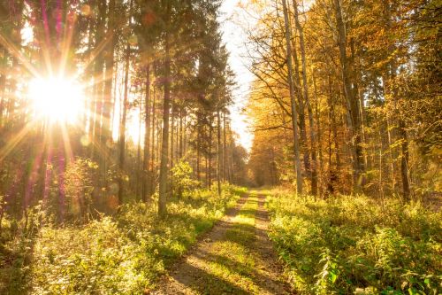 autumn forest leaves