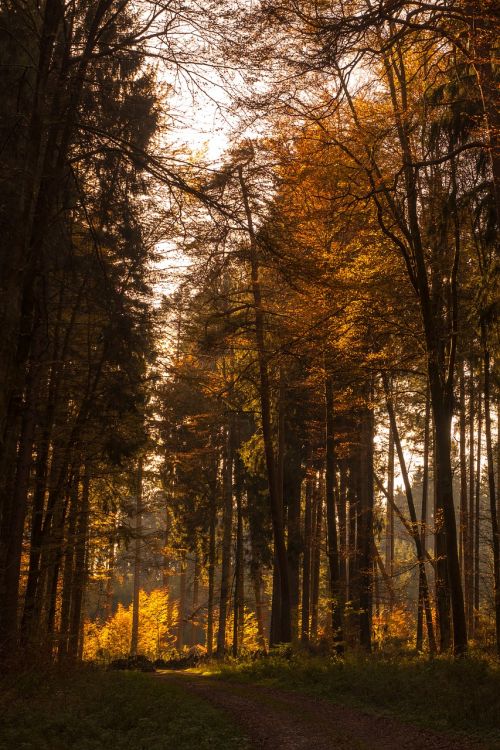 autumn forest leaves